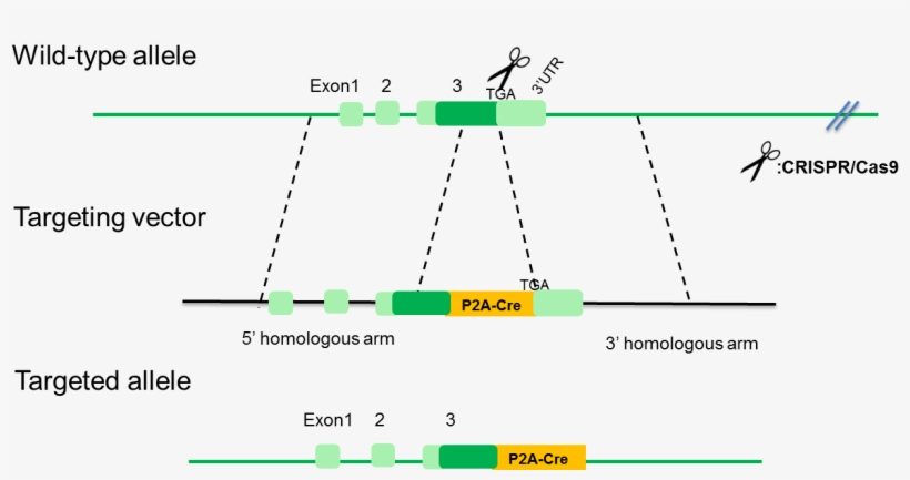 B Drd1 Cre Rats - Portable Network Graphics, transparent png