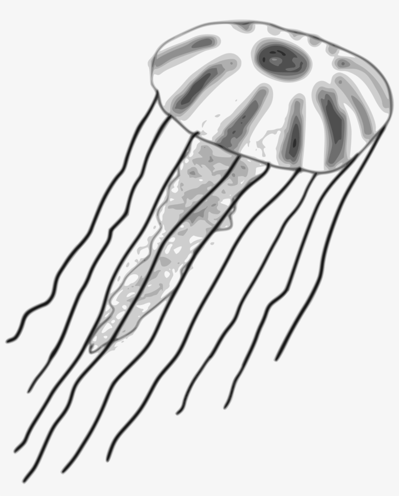 Jellyfish Vector Library Download - Png Jellyfish Clipart Black And White, transparent png