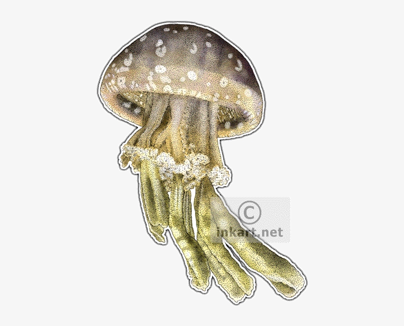 Spotted Jellyfish Decal - Jellyfish Of The World Queen Duvet, transparent png