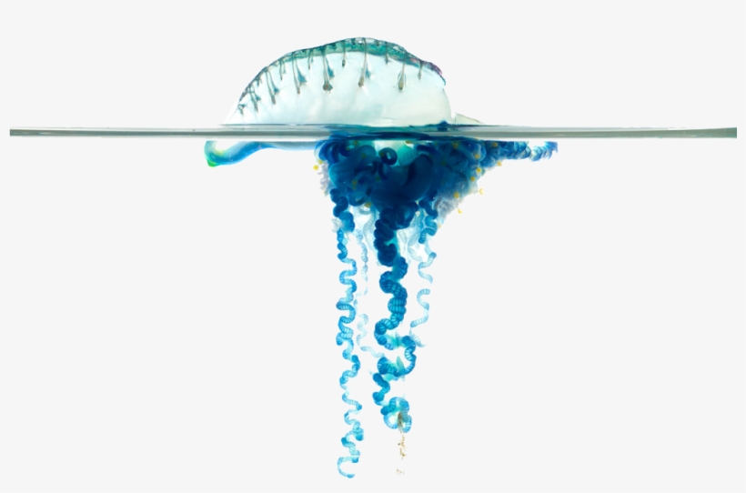 Bluebottle, transparent png