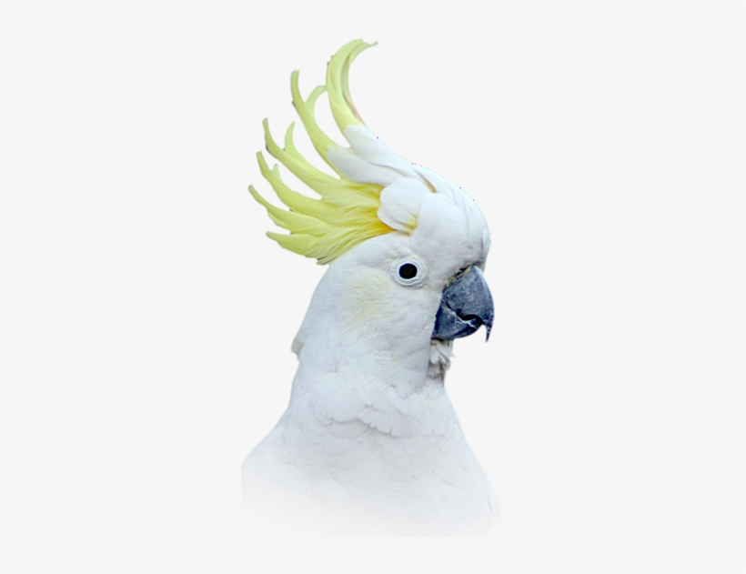 Sulphur Crested Cockatoo - Sulphur Crested Cockatoo Png, transparent png