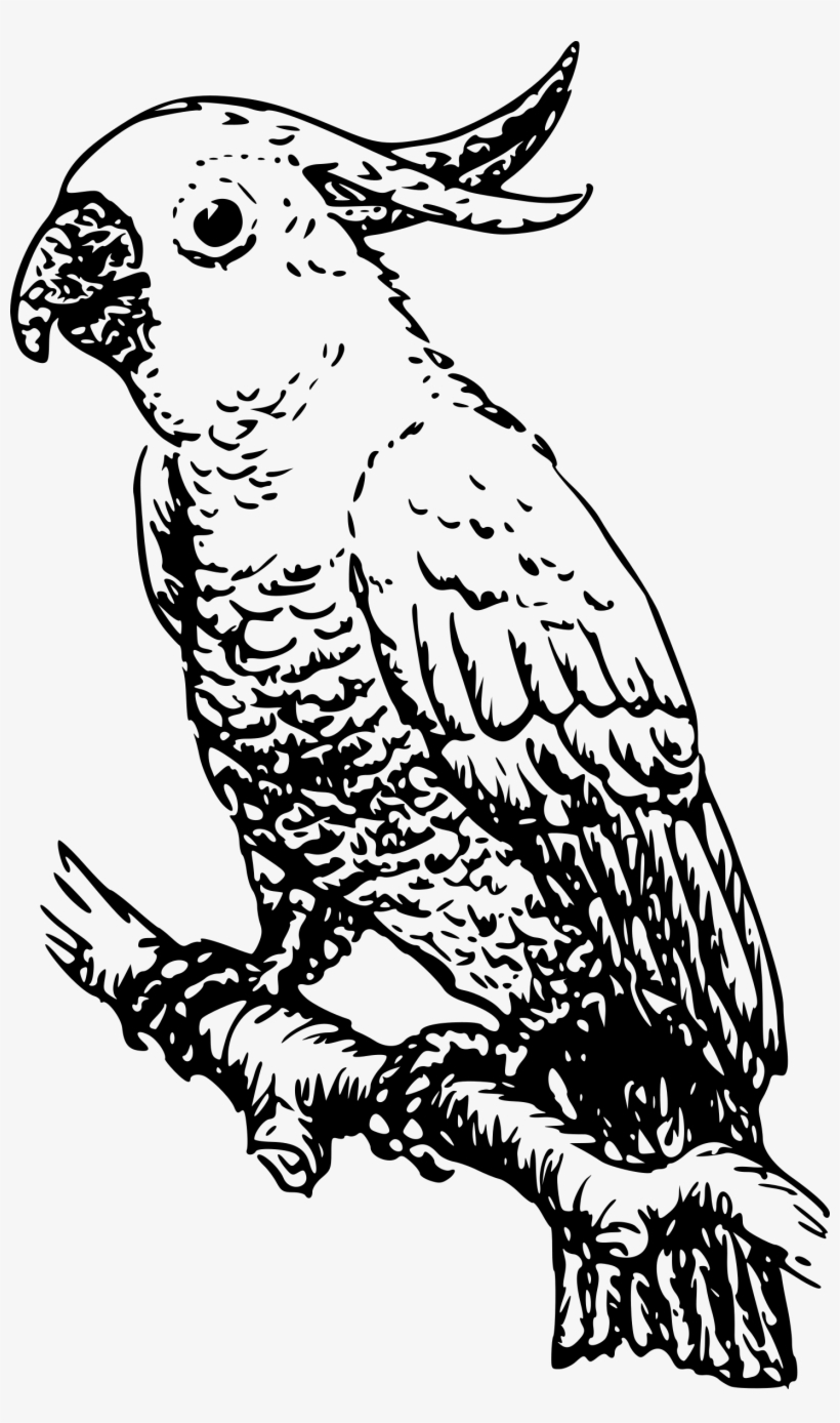 Png, transparent png