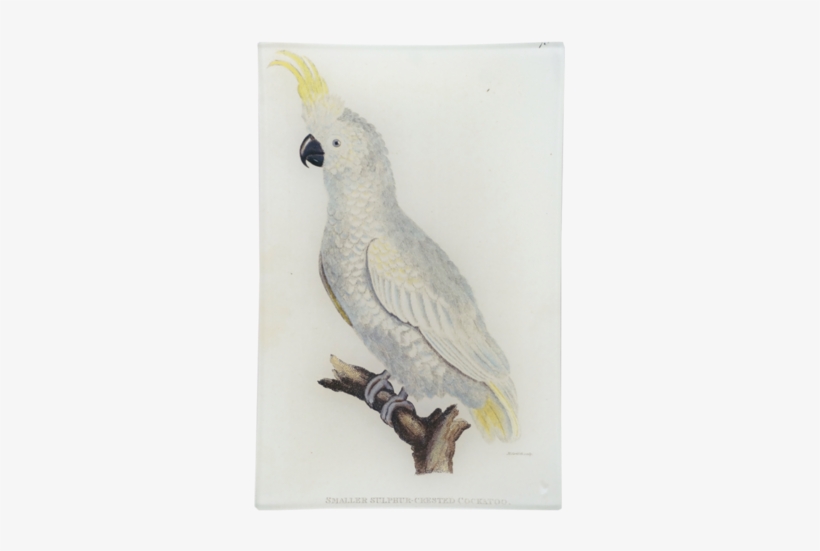 Smaller Sulphur Crested Cockatoo - Cockatiel, transparent png