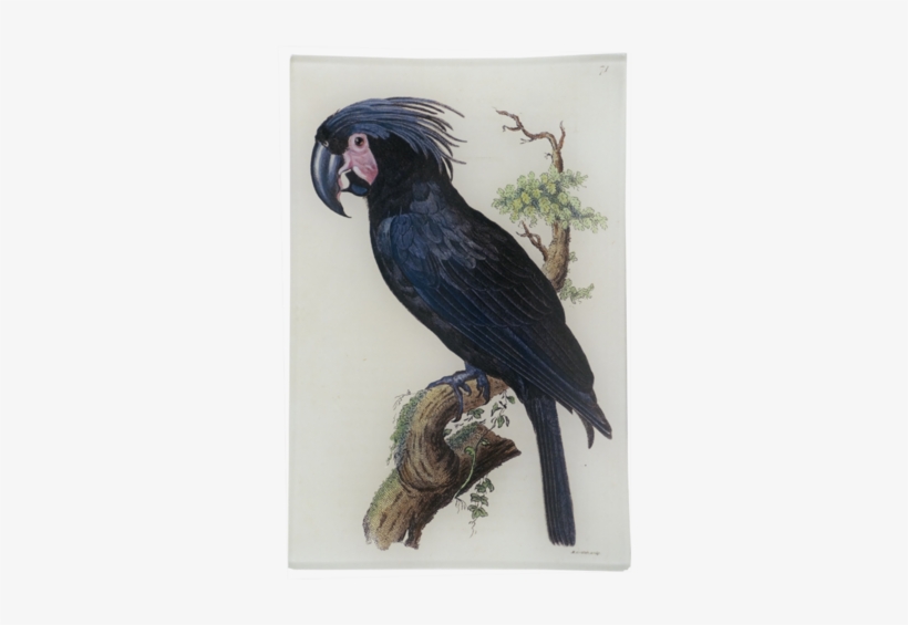 Black Cockatoo - Yellow-tailed Black Cockatoo, transparent png