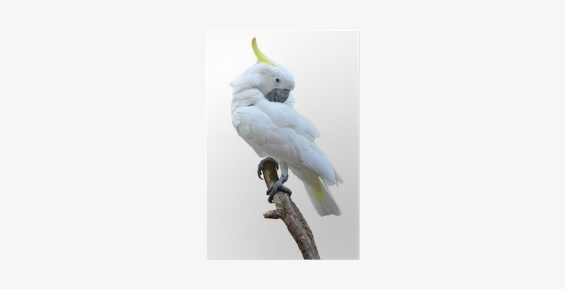 Cockatoo, transparent png
