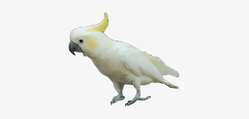 Yellow-crested Cockatoo - Sulphur-crested Cockatoo, transparent png