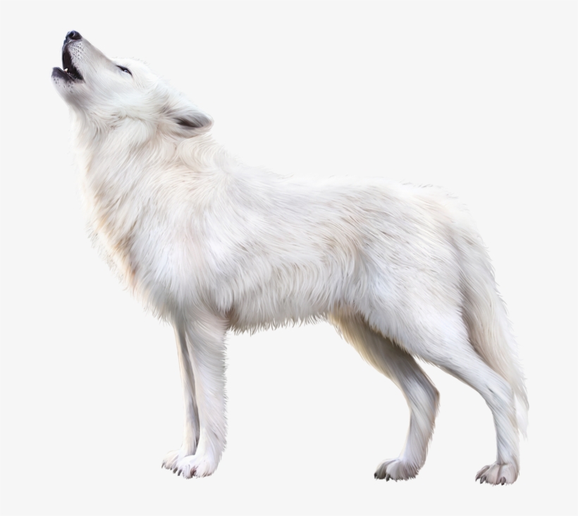 Arctic Fox Png Download Image - Transparent White Fox Png, transparent png