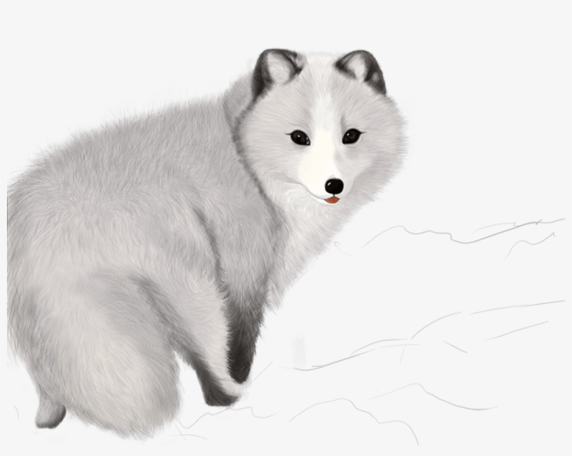 Free Png Fox Png Images Transparent - Raposa Do Artico Png, transparent png