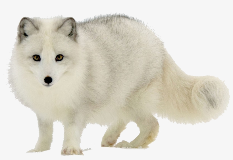 Arctic Fox Png Transparent Image - Arctic Fox, transparent png