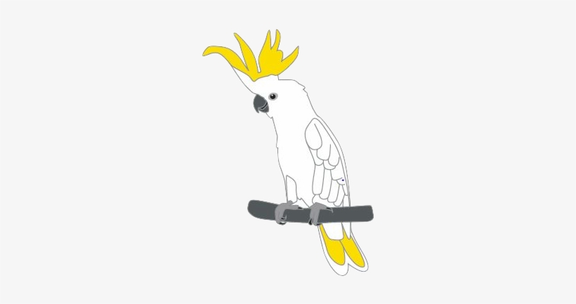 Sulphur-crested Cockatoo Pins - Sulphur-crested Cockatoo, transparent png