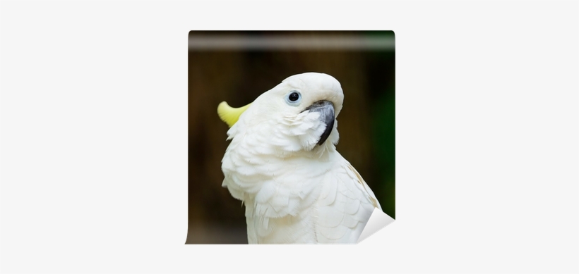 Sulphur-crested Cockatoo, transparent png