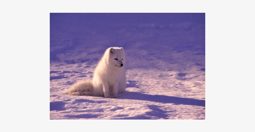 Arctic Fox - Beautiful Arctic Fox Sitting In The Snow Journal, transparent png