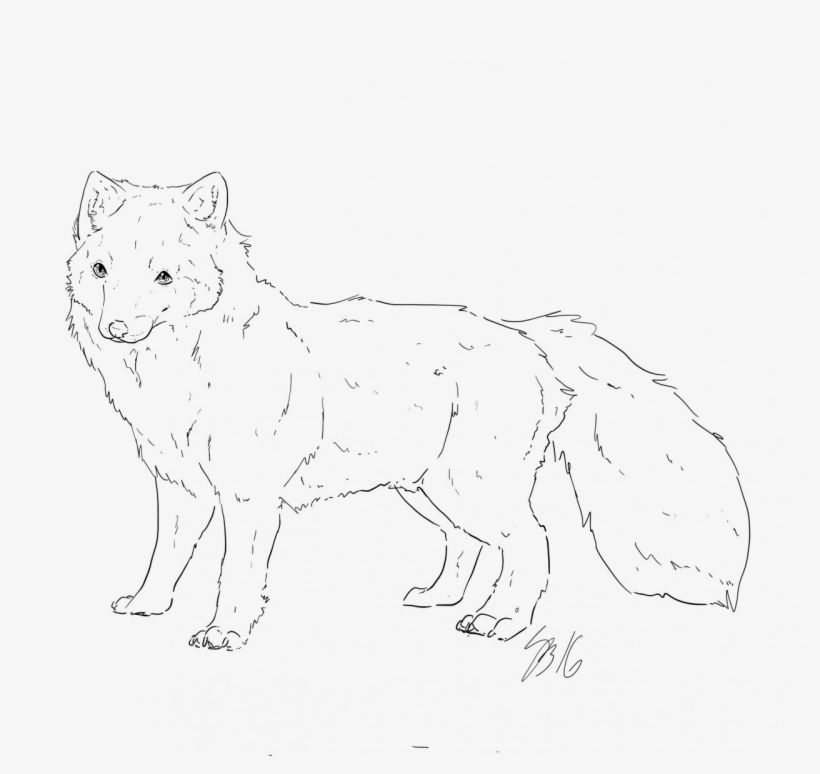 Arctic Fox - Fur, transparent png