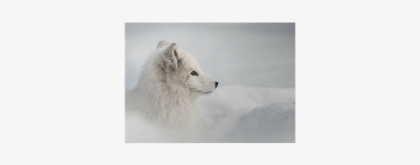 Arctic Fox Framed Print (203mm X 305mm 8in X 12in), transparent png