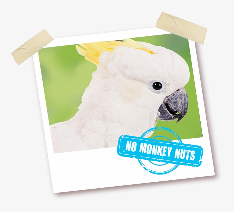 With No Monkey Nuts - Peanut, transparent png
