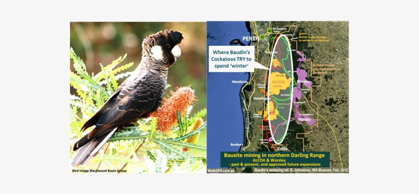 Baudins Cockatoo And Wintering Area Walkgps Sept2017 - African Grey, transparent png