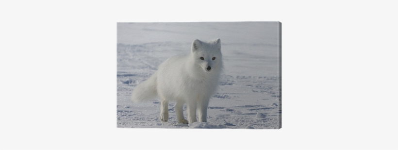 Arctic Fox, transparent png