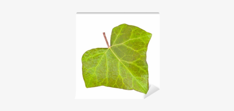 Photograph, transparent png