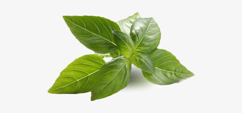 Many Of The Ingredients We Use Are Organic And Local - Una Hierba Efectiva Para Bajar De Peso, transparent png