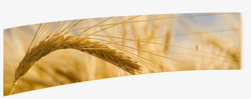 Superior Malts & Ingredients For The Food And Brewing - Malt, transparent png