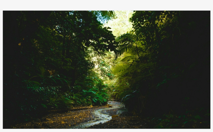 Forest, transparent png