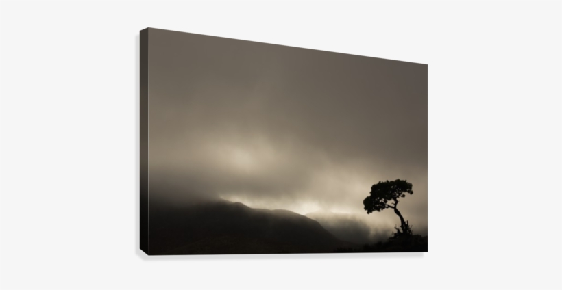 Silhouette Of A Tree Against A Stormy Sky In Richtersveld, transparent png