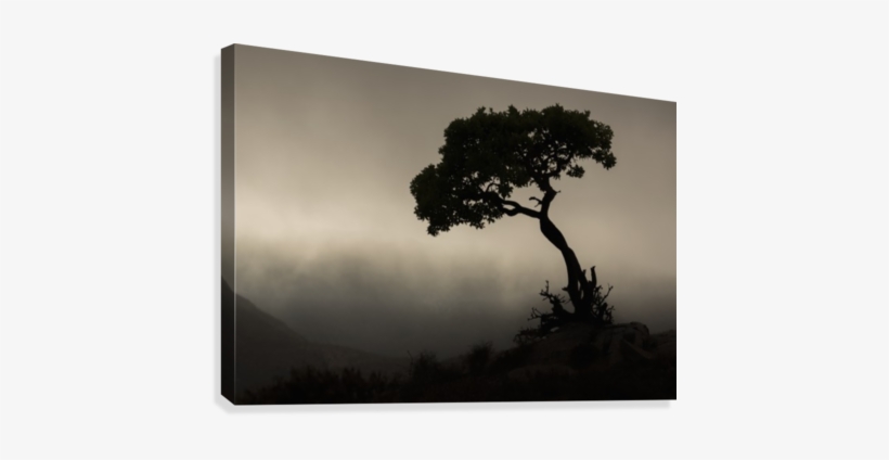 Silhouette Of A Tree Against A Stormy Sky In Richtersveld, transparent png