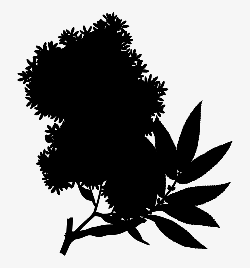 Medium Image - African Redwood, transparent png