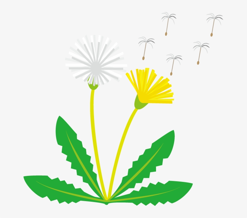 Dandelion Clipart - Yellow Dandelion Clip Art, transparent png