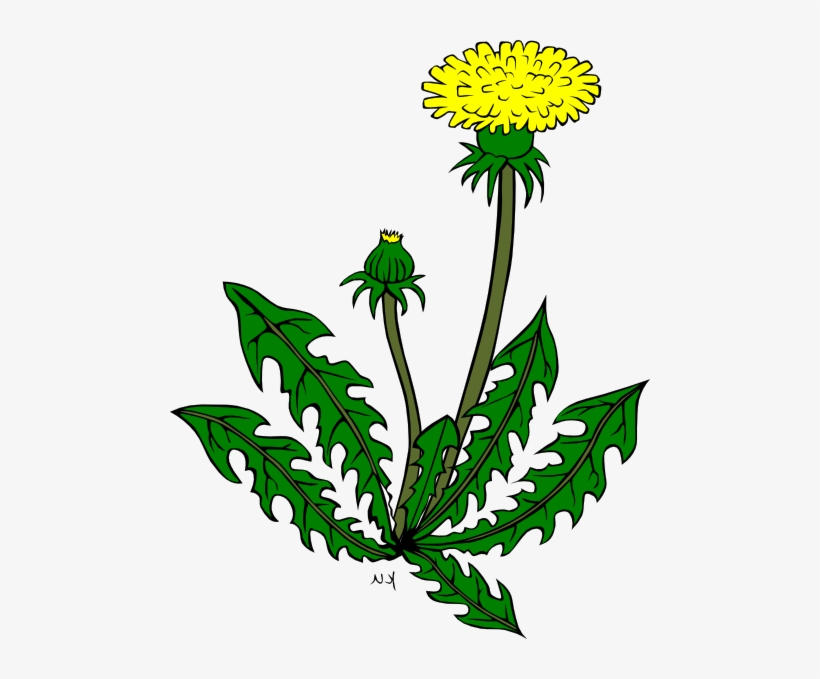 Flower Dandelion Clip Art At Clker Com Vector Clip - Clip Art, transparent png