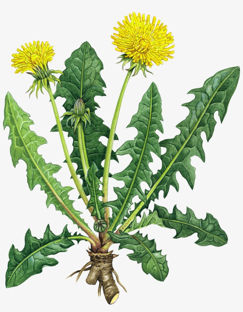 Pin By K - Family Medicine & Integrative Primary Care By Shehab, transparent png