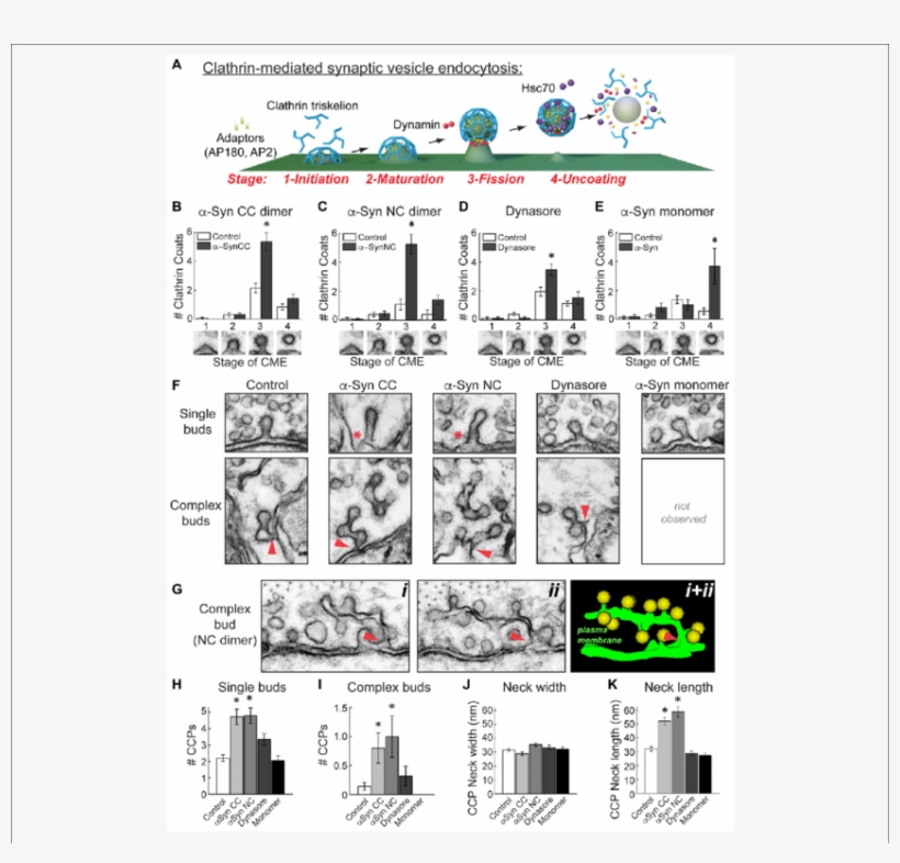 Α Synuclein Dimers Inhibit Vesicle Fission And Induce - Receptor-mediated Endocytosis, transparent png