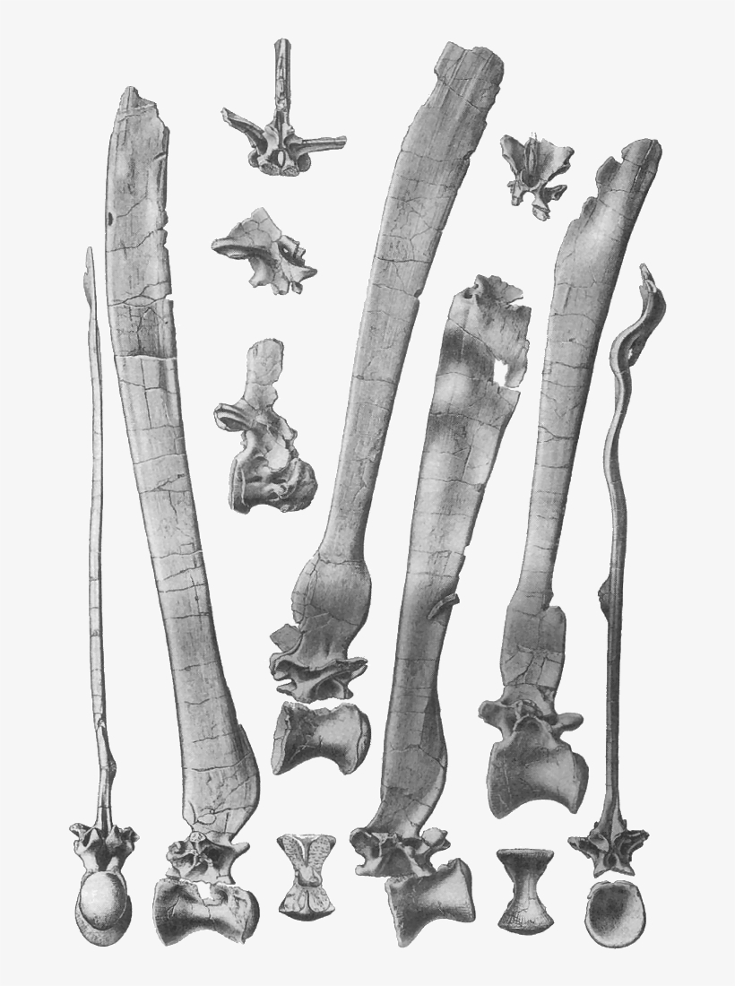 Spinosaurus Vertebrae, transparent png