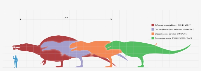 Imagewith - Dinosaurio Mas Grande Que El Rex, transparent png