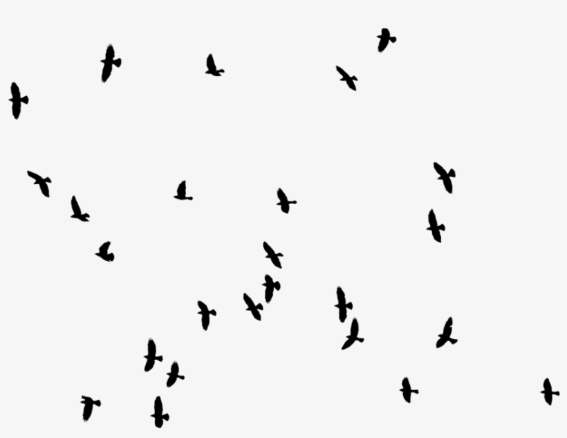 Aves Vector Png - Bird, transparent png
