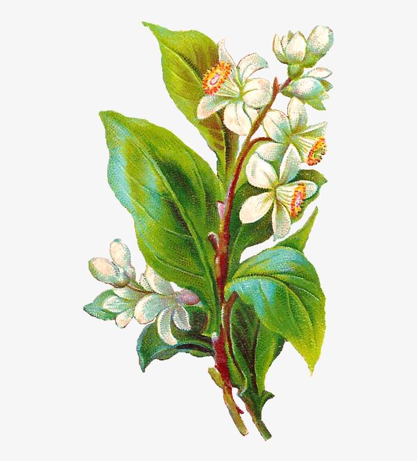 Vintage Flower Illustration Png - Illustration, transparent png