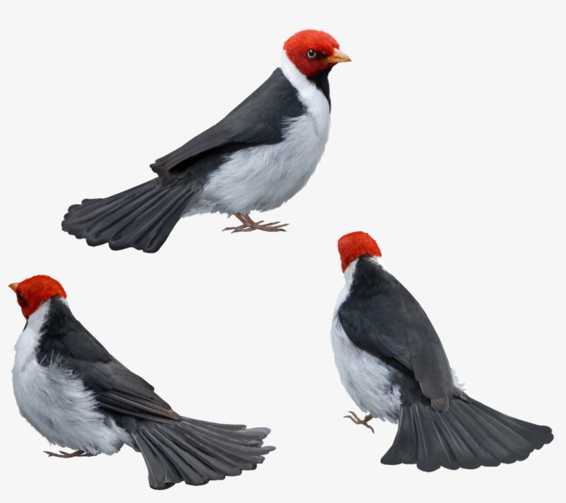 Aves Png - 2/4 - Bird, transparent png
