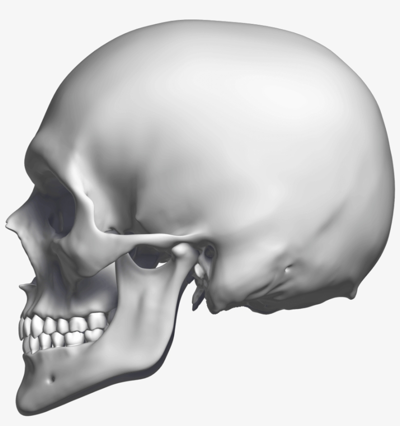 Left 3° - Skull, transparent png