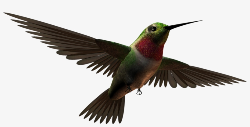 Free Download Aves Clipart Hummingbird - Aves Png, transparent png