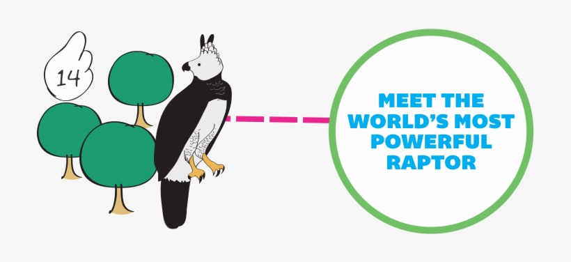 The Harpy Eagle , With Its Majestic Posture And Incomparable - Cartoon, transparent png