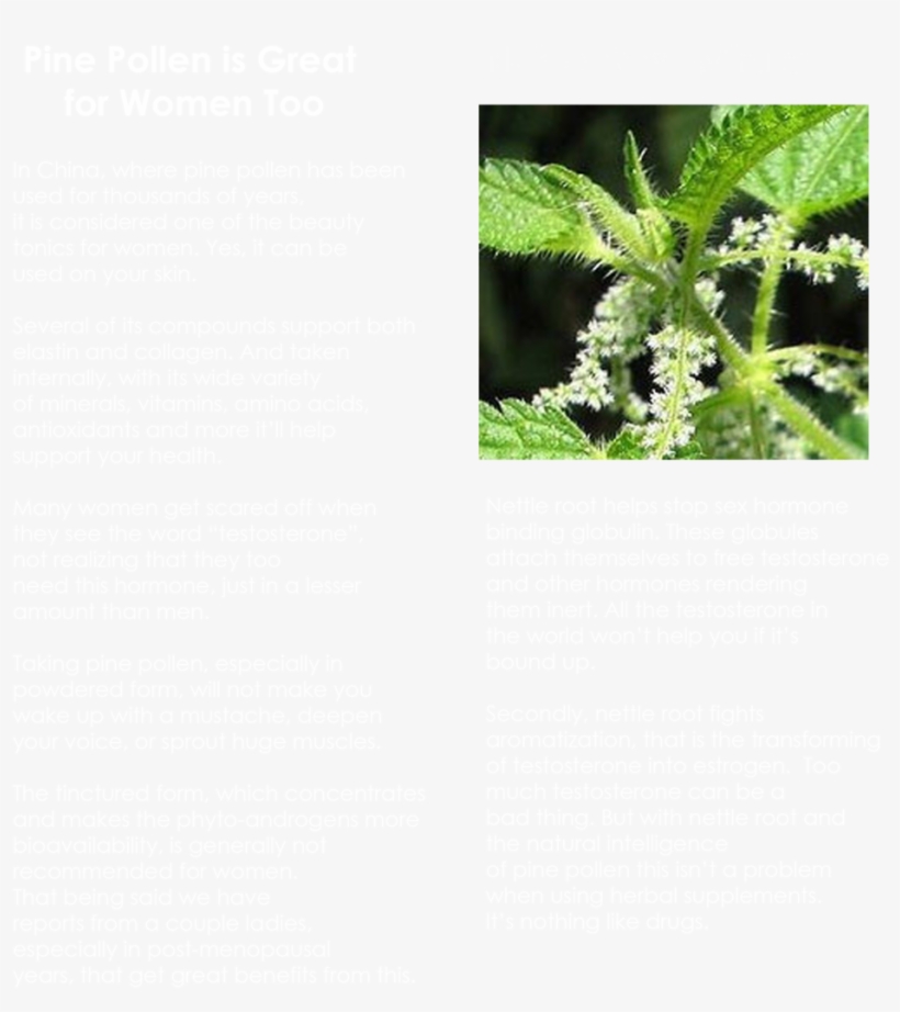 Pine2 - Herbal Gardens Of South Florida Inc. Nettle Herbal, transparent png