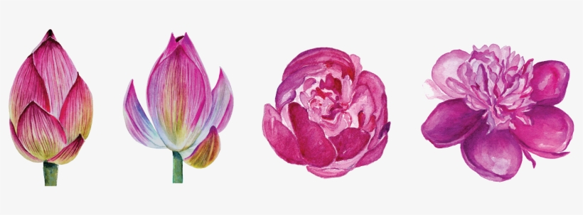 Flower Set Png - Portable Network Graphics, transparent png