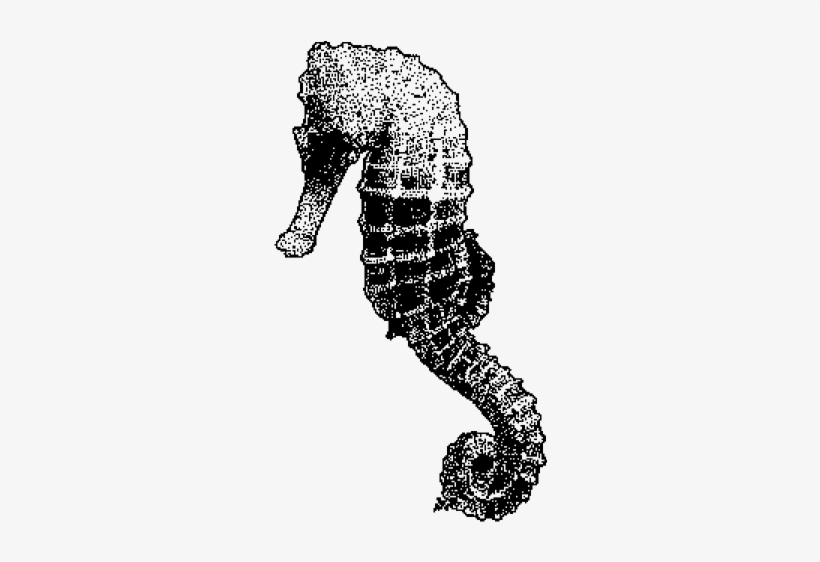 Seahorse Baby One Piece, Toddler T Shirt - Seahorse, transparent png