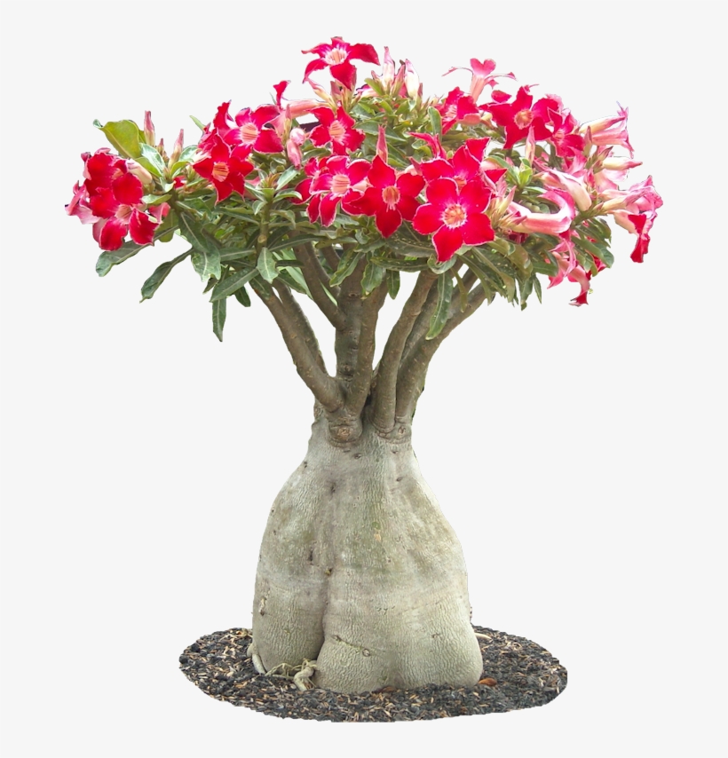 Adenium Obesuml01 Plant Images, Plant Pictures, Euphorbia - Desert Flowers Png Transparent, transparent png