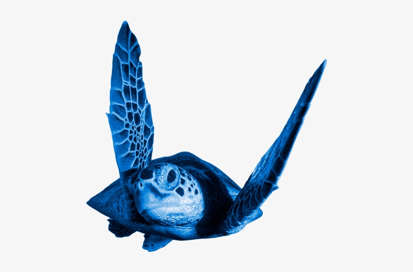 Loading Header - Turtle - 500x750 PNG Download - PNGkit