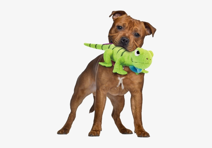 Go Dog Iguana Dog Toy With Chew Guard, transparent png