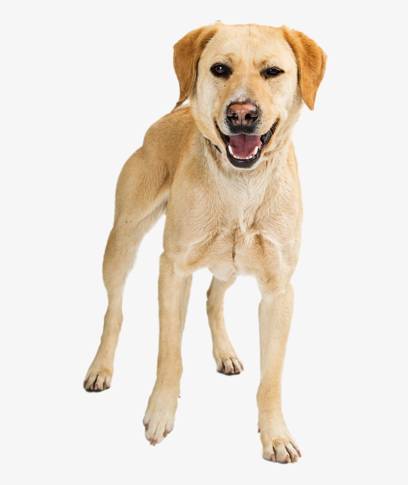 Dog Toy, transparent png
