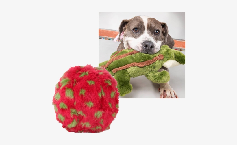 Fluff & Tuff - Dog Catches Something, transparent png
