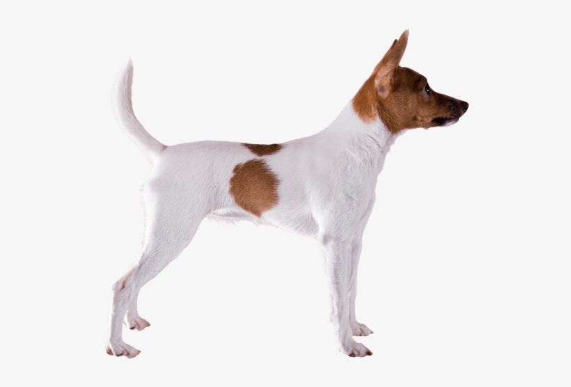 Appearance Of Toy Fox Terrier - Fox Terrier, transparent png