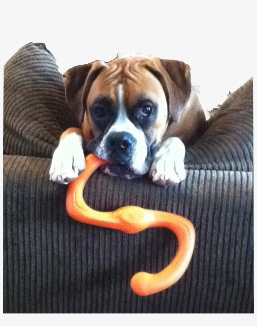 Indestructible Dog Toys, transparent png